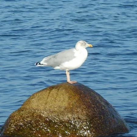 Strandkuss Muschelsucher 738
